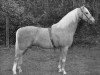 Deckhengst Bubbly (British Riding Pony, 1948, von Potato (Potatoe))