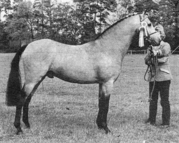 Deckhengst Cusop Fingerprint (British Riding Pony, 1981, von Cusop Disciplin)