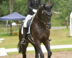 dressage horse Fabulous Fred (Hanoverian, 2018, from Fürst Fabrice)