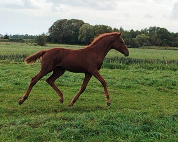 dressage horse She's my Girl (Hanoverian, 2023, from Don Darius)