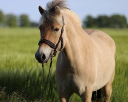 broodmare Ira (Fjord Horse, 2019, from Ismo)