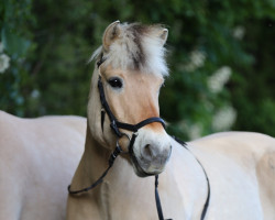 Pferd Jona (Fjordpferd, 2009, von Jonathan)