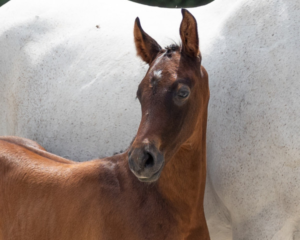 horse Guter Fritz (Trakehner, 2023, from Göteborg)