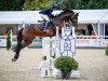 jumper Clayre (German Sport Horse, 2015, from Stargold)