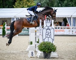 jumper Clayre (German Sport Horse, 2015, from Stargold)