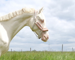 Pferd Nicolet (Tschechisches Warmblut, 2013, von Diamante)