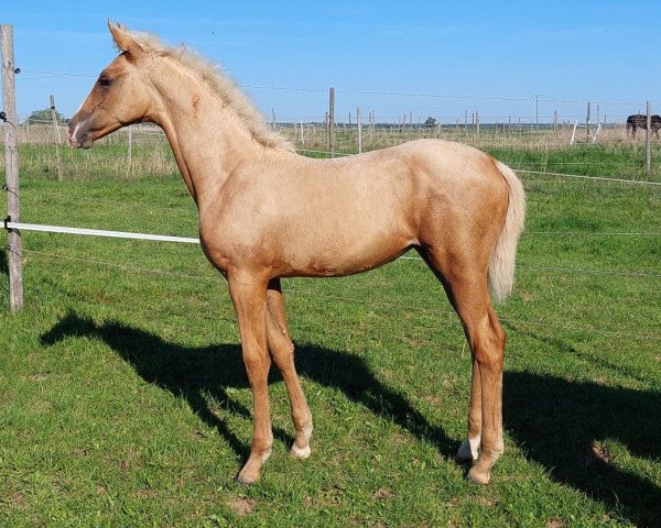 Dressurpferd Fohlen von Champagner Fizz / Diamante (Deutsches Sportpferd, 2023, von Champagner Fizz)