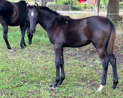 dressage horse Soraya (Trakehner, 2023, from Finckenstein TSF)