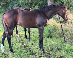 Pferd Martha (Trakehner, 2023, von Asagao xx)