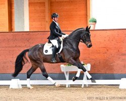 dressage horse Frikadellis Rockstar (Hanoverian, 2018, from Rocky Lee)