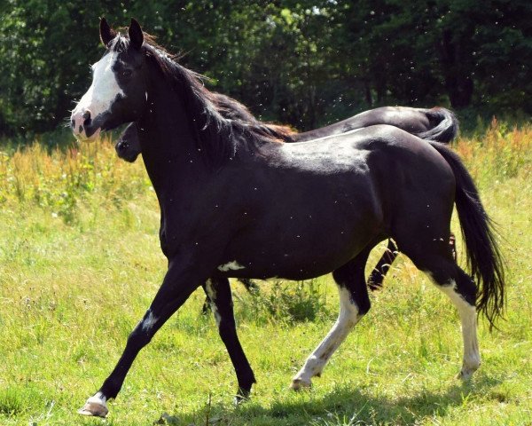 broodmare Desigual Cat xx (Thoroughbred, 2013, from Paint the Cat xx)