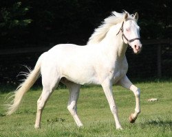 stallion White Ice xx (Thoroughbred, 2015, from Cleverly Concealed xx)