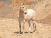 dressage horse Krisu (Fjord Horse, 2007, from Kristofferson)