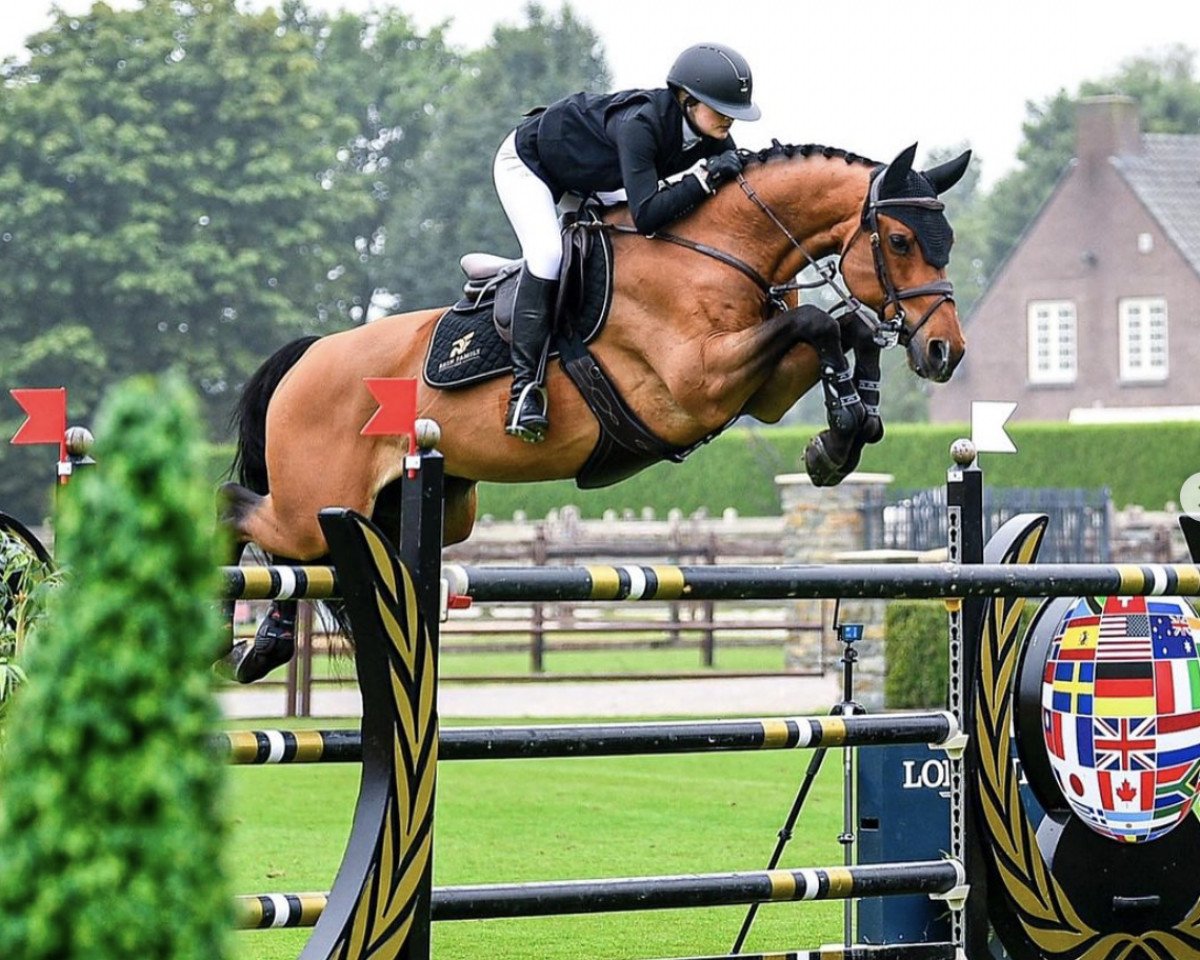 jumper Val de Vauxelles Z (Zangersheide riding horse, 2011, from Va-Vite)