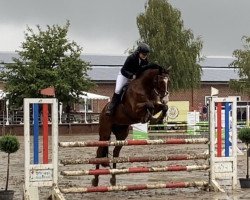 jumper Zampano Blue (German Sport Horse, 2016, from Zirocco Blue)