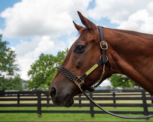 Pferd Funny Cide xx (Englisches Vollblut, 2000, von Distorted Humor xx)