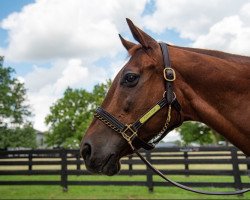 horse Funny Cide xx (Thoroughbred, 2000, from Distorted Humor xx)