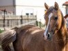 broodmare Monya N (German Riding Pony, 2015, from Malibu Beach Boy)