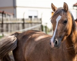 Zuchtstute Monya N (Deutsches Reitpony, 2015, von Malibu Beach Boy)