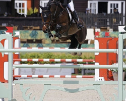 jumper Rmw Georgie (American Warmblood, 2011, from Numero Uno)