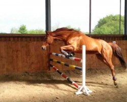 jumper Estelle la Petite (Hanoverian, 2005, from Edgar)