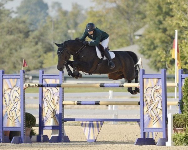 Springpferd Imprimis (Belgisches Warmblut, 2004, von Rodrigoo VDL)