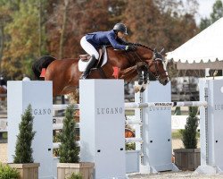 jumper Halibo van Texelhof (Belgian Warmblood, 2007, from Catwalk 19)