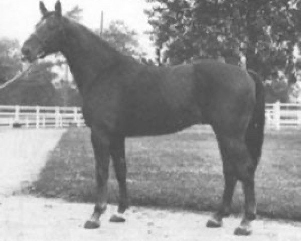 stallion Mistralin (Selle Français, 1978, from Artichaut)