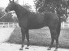 stallion Mistralin (Selle Français, 1978, from Artichaut)