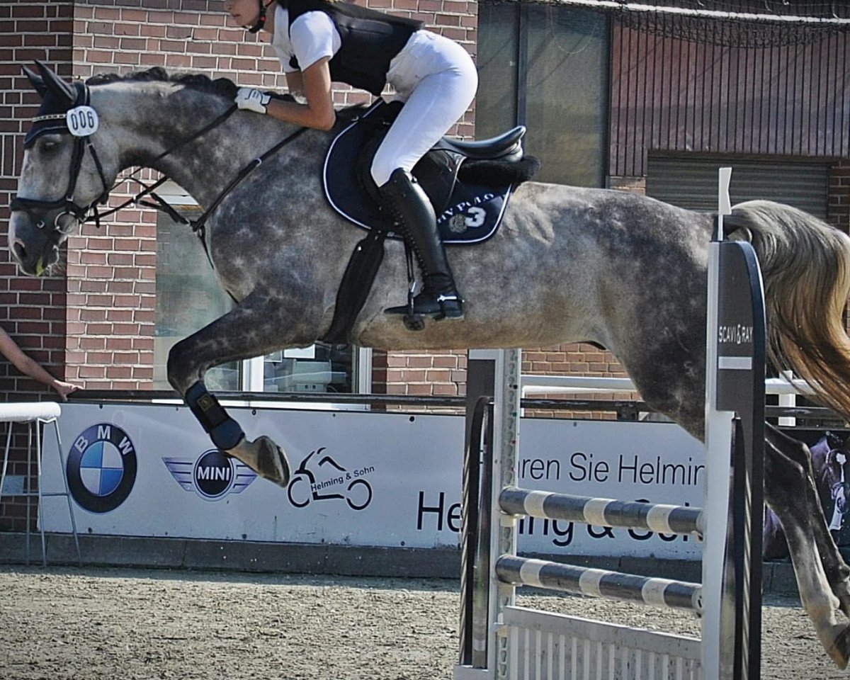 jumper Belcanto. W (Hanoverian, 2013, from Bonaventura 3)
