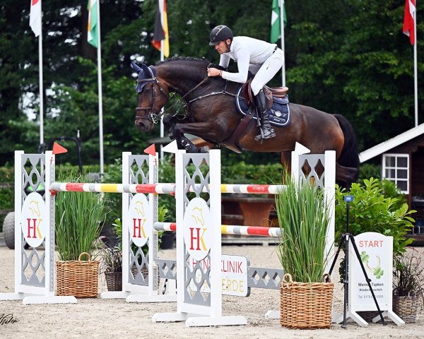 jumper Como Bellini (German Sport Horse, 2013, from Comme il Faut)