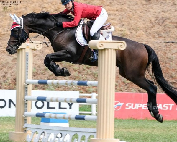 jumper Jackpower (KWPN (Royal Dutch Sporthorse), 2014, from Starpower TN)