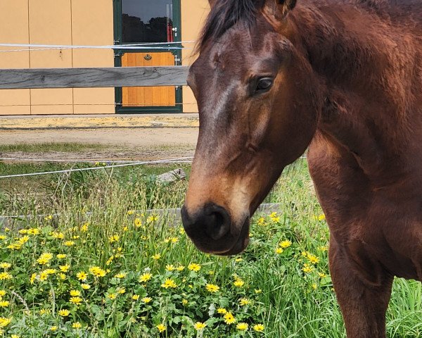 Springpferd Derbynator (Holsteiner, 2022, von Defender Vds Z)