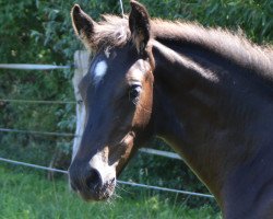 Springpferd Vithana (Holsteiner, 2023, von Vigado)