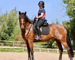 dressage horse Par Excellence 22 (Oldenburg, 2016, from Bordeaux 28)