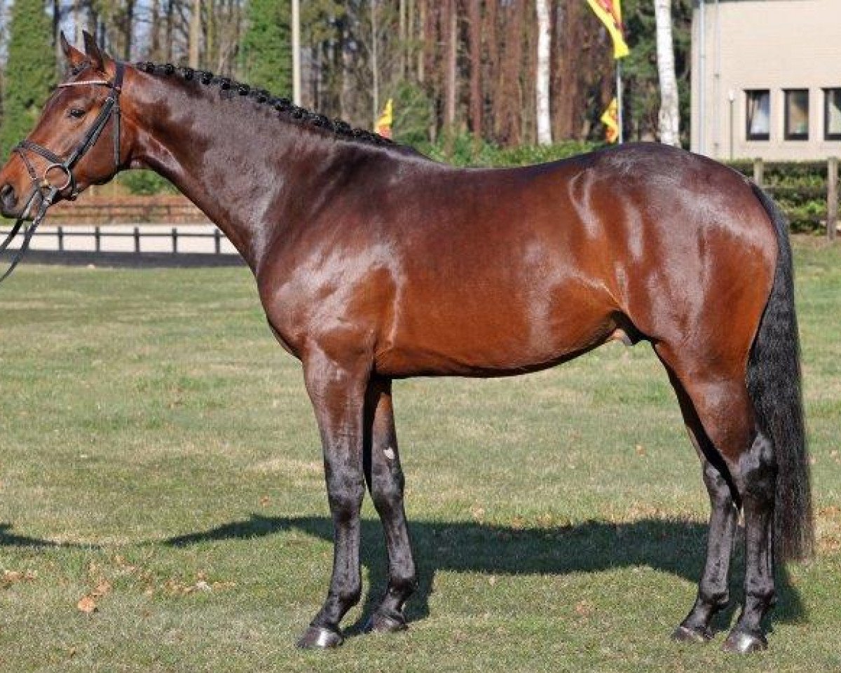 stallion Linebacker 4 (Oldenburg show jumper, 2019, from Lord Pezi)