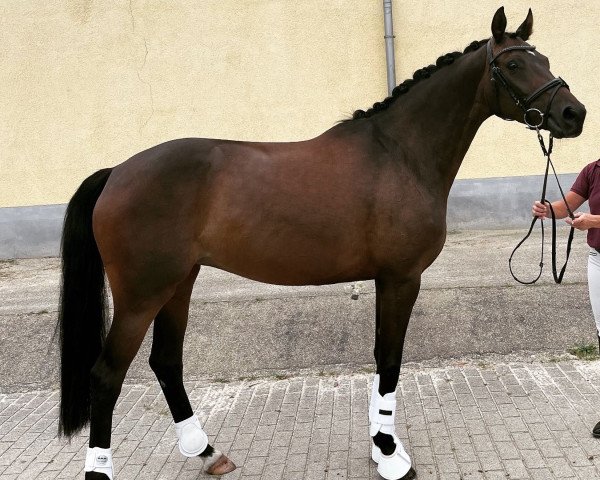 broodmare Maizauber 9 (German Sport Horse, 2017, from E.H. Millennium)