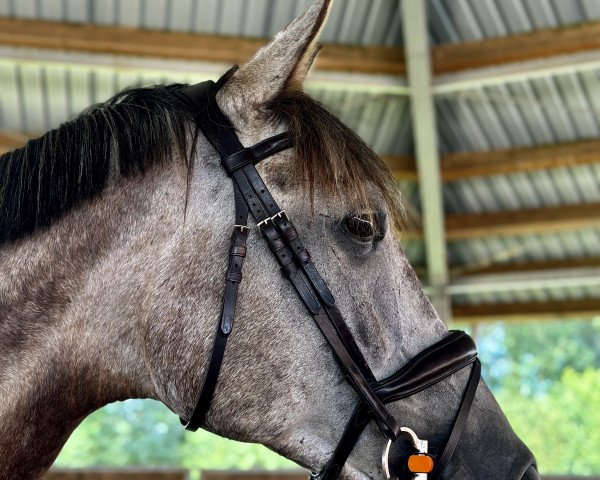 Springpferd Lichtzauber (Trakehner, 2016, von Lichtblick TSF)