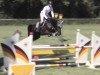 jumper Diatop (German Sport Horse, 2016, from Diarado)