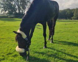 jumper Arika 9 (German Riding Pony, 2012, from Amarillys Sensation D)