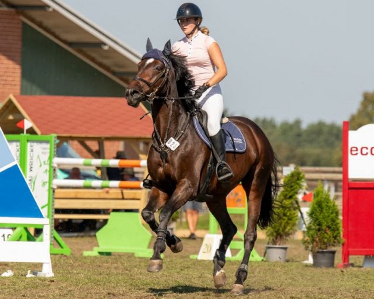 Springpferd Bella Delorme (Selle Français, 2011, von Quidam de Revel)