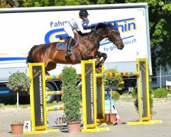 Springpferd Sarchiapone (Italienisches Warmblut, 2011, von Liberty First)