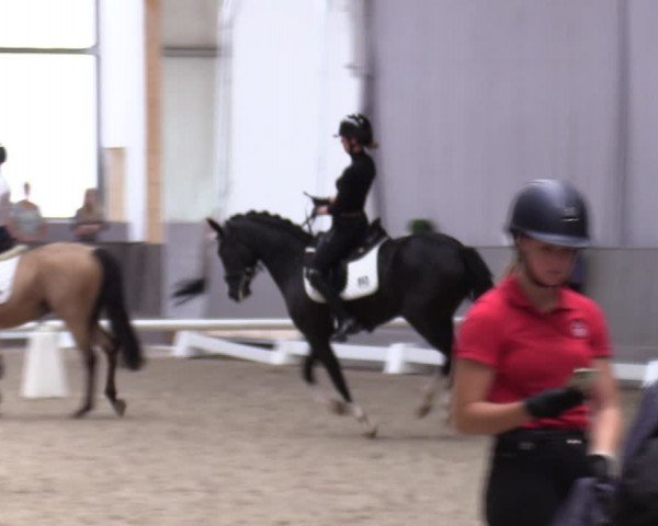 Westfälische Stutenleistungsprüfung Münster-Handorf 2023