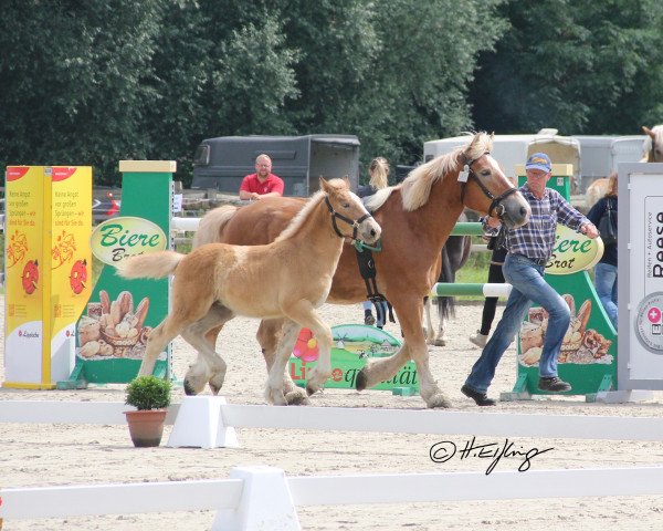 horse Stute von Hanke / Nappes (Rhenish-German Cold-Blood, 2021, from Hanke)