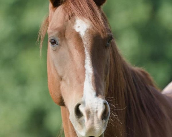 Pferd Romeo (Quarter Horse, 2012, von Smart Recall)