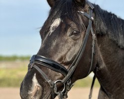 dressage horse Shiloh K (Westphalian, 2014, from Sunday)