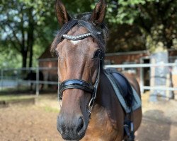 horse Paulino 11 (Hanoverian, 2004, from Prince Thatch xx)