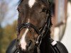 dressage horse Smilla K 2 (Westphalian, 2013, from Sunday)