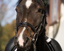 dressage horse Smilla K 2 (Westphalian, 2013, from Sunday)