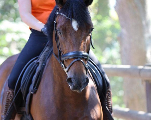 dressage horse Finneas 3 (Hanoverian, 2016, from Fürst Belissaro)